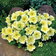 Petunia Limoncello