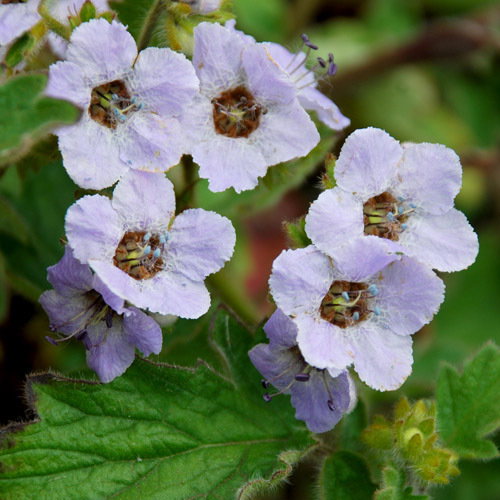 Phacelia Bolanderii