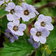 Phacelia Bolanderii
