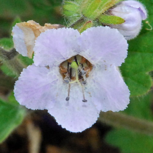 Phacelia Bolanderi