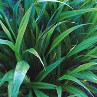 Phaenosperma Globosa