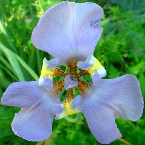 Phalocallis Coelistis