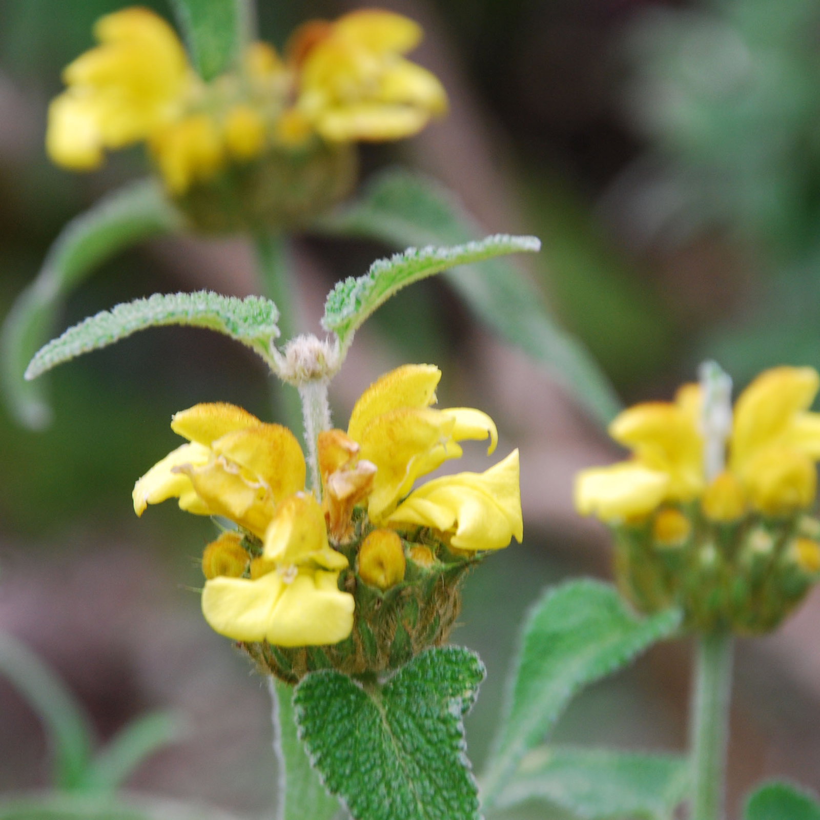 Phlomis Fruiticosa