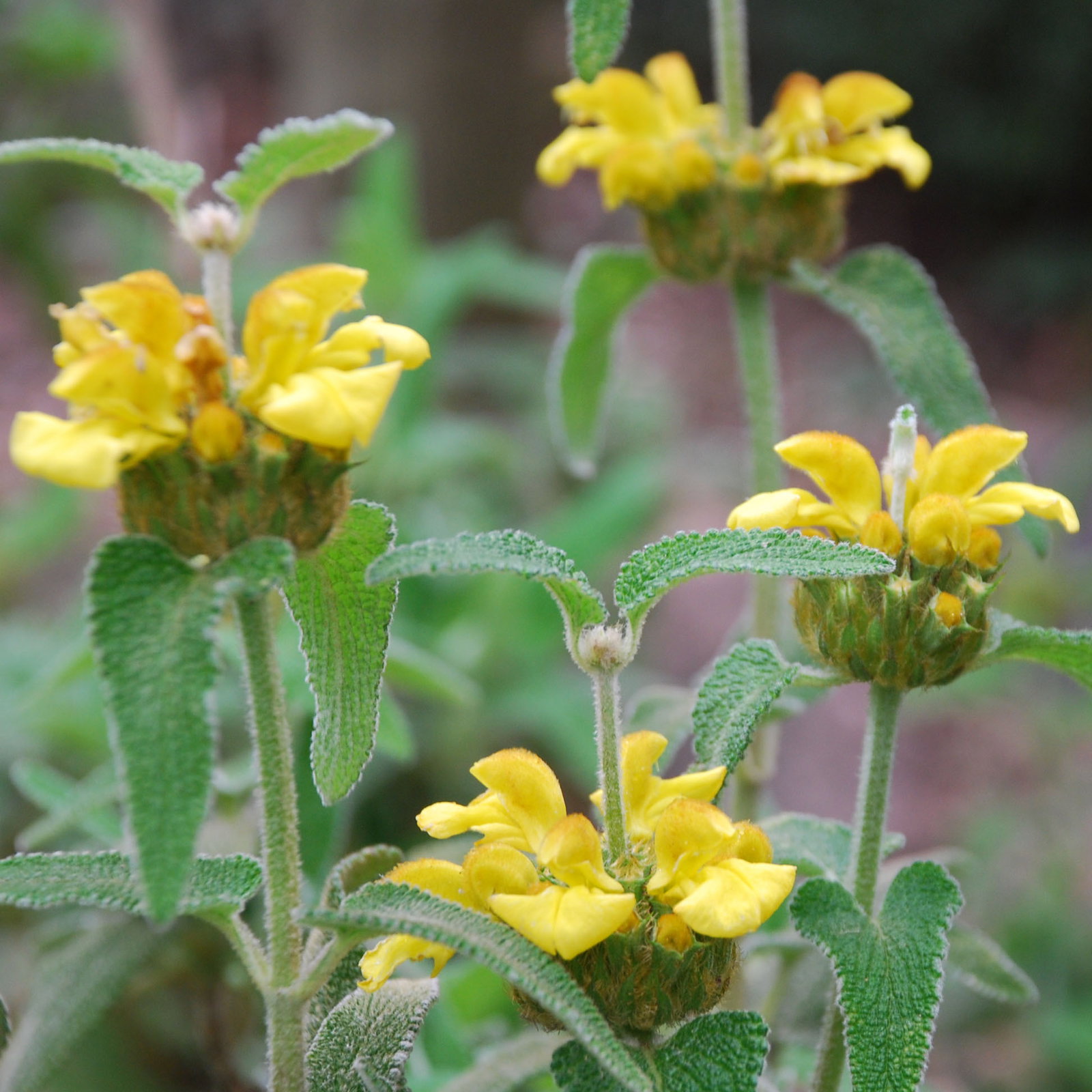 Phlomis Fruiticosa