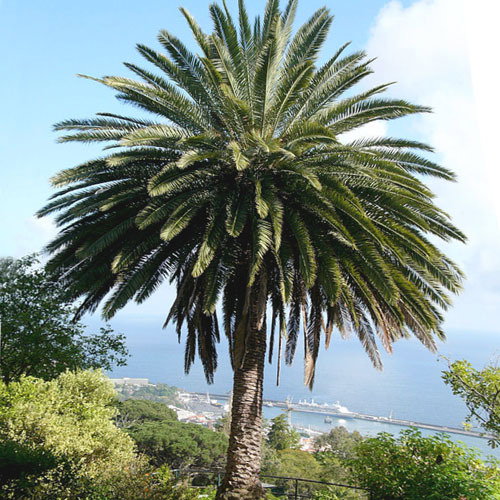 Phoenix Canariensis