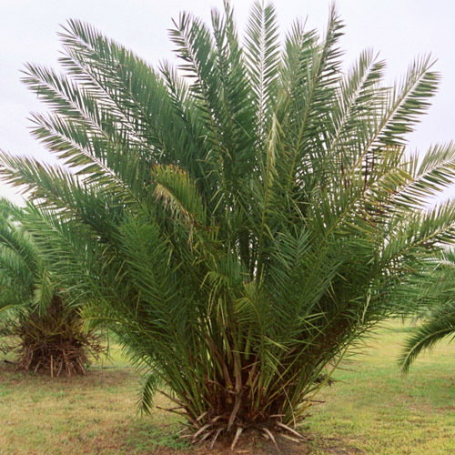 Phoenixdactiyliferamed