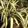 Phormium Mixed