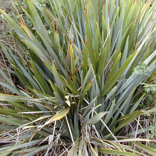 Phormium Tenax