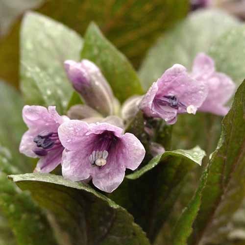 Physochlaina Orientalis
