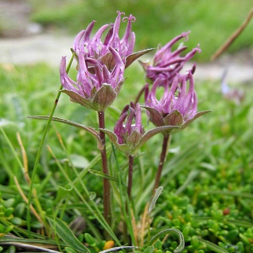 87 Phyteuma Confusum