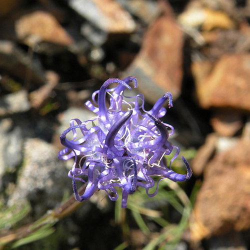 Phyteuma Hemisphearica
