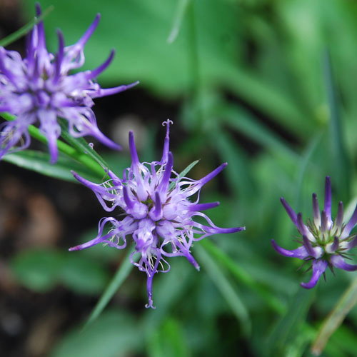 Phyteuma Scheuchzeri