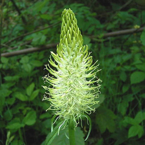 Phyteuma Spicatum