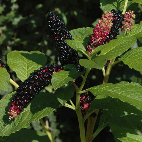 Phytolacca Acinosa
