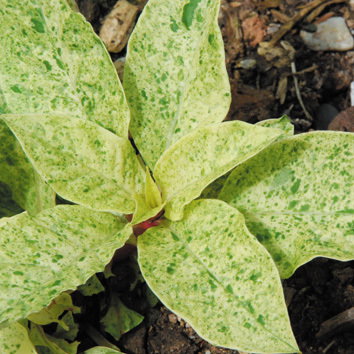 Phytolacca Silberstein