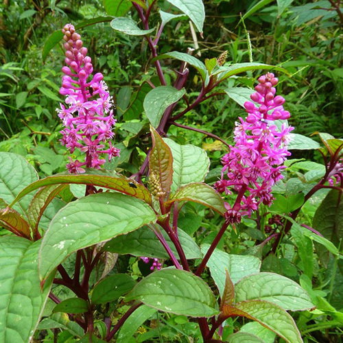 Phytolacca Bogotensis