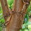 Acer Griseum