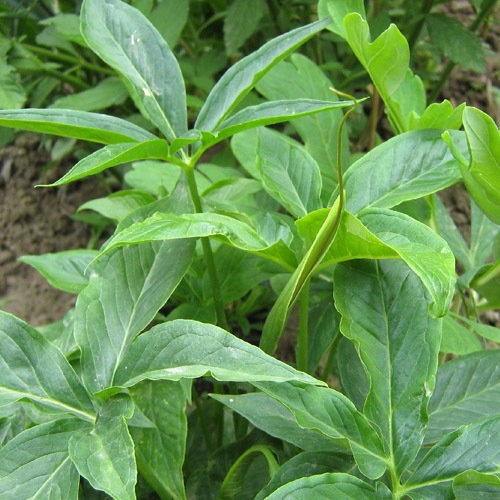 Pinellia Pedaitiscta