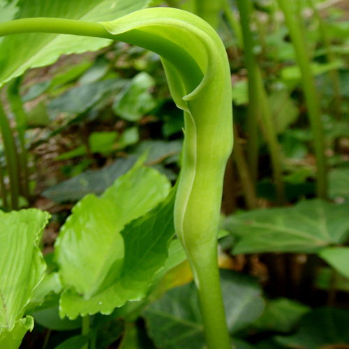 Pinellia Tripartita