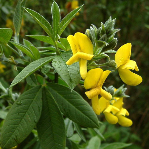 Piptanthus Nepalensis