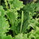Plantago Frills
