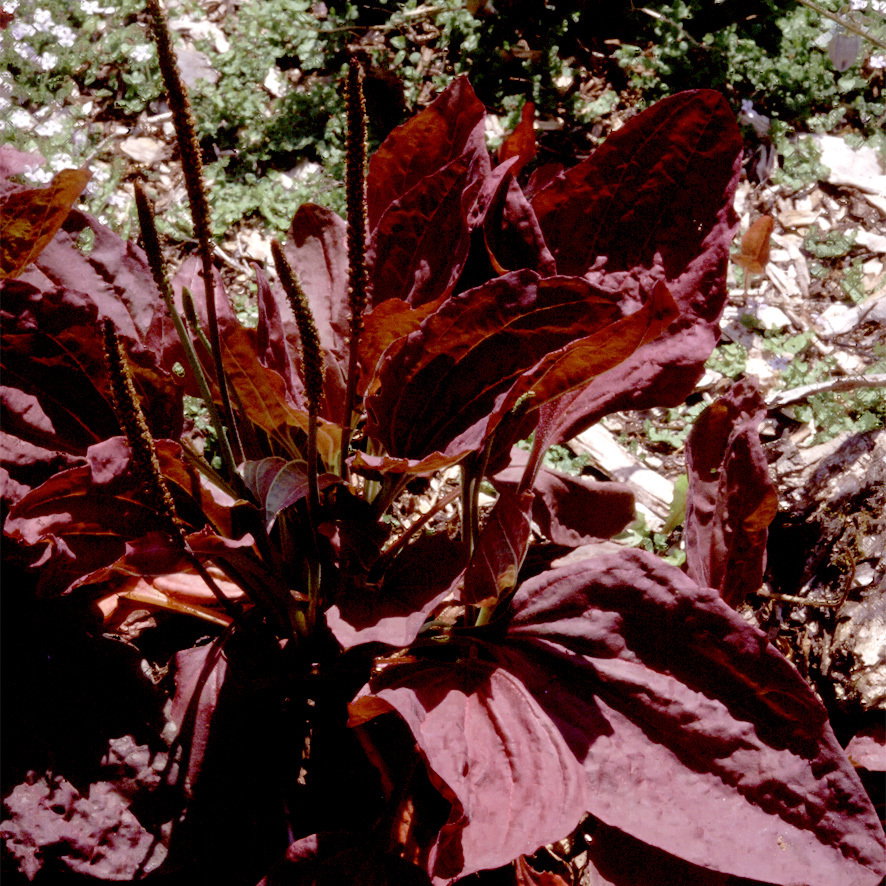 Plantago Major Rubrifolia