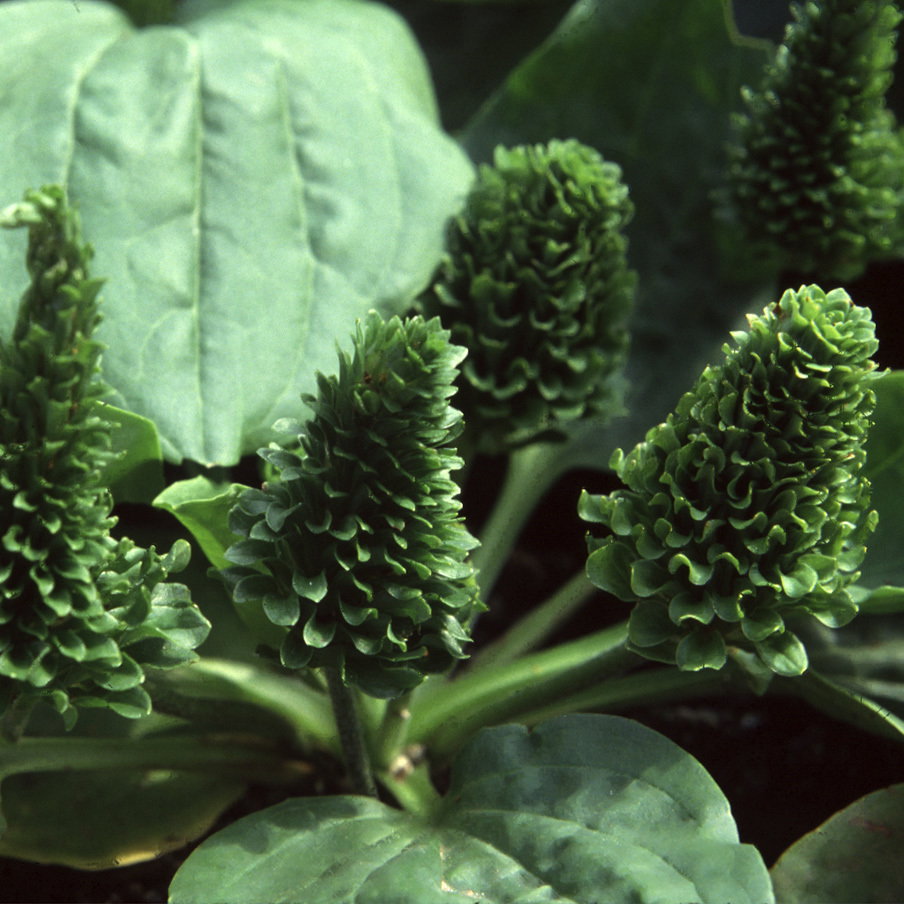 Plantago Rosularis Bowles Variety