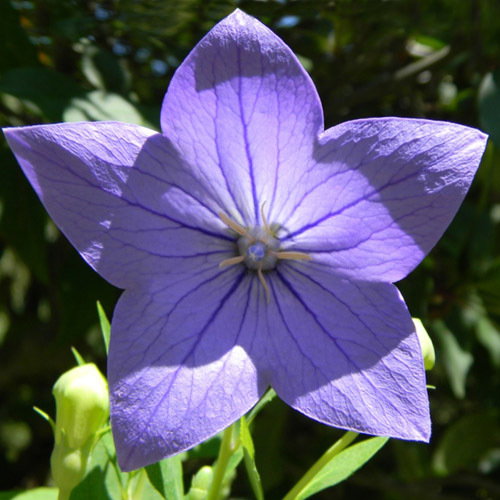 Platycodon Grandiflorus