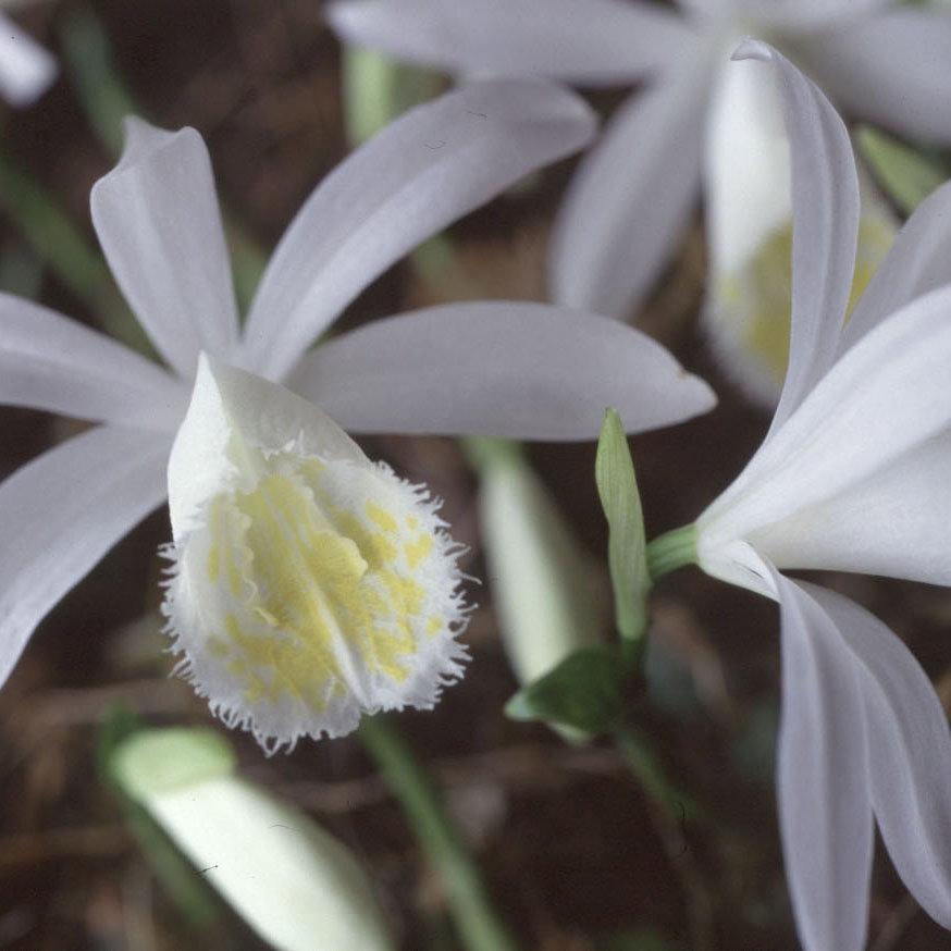 Pleione Mix