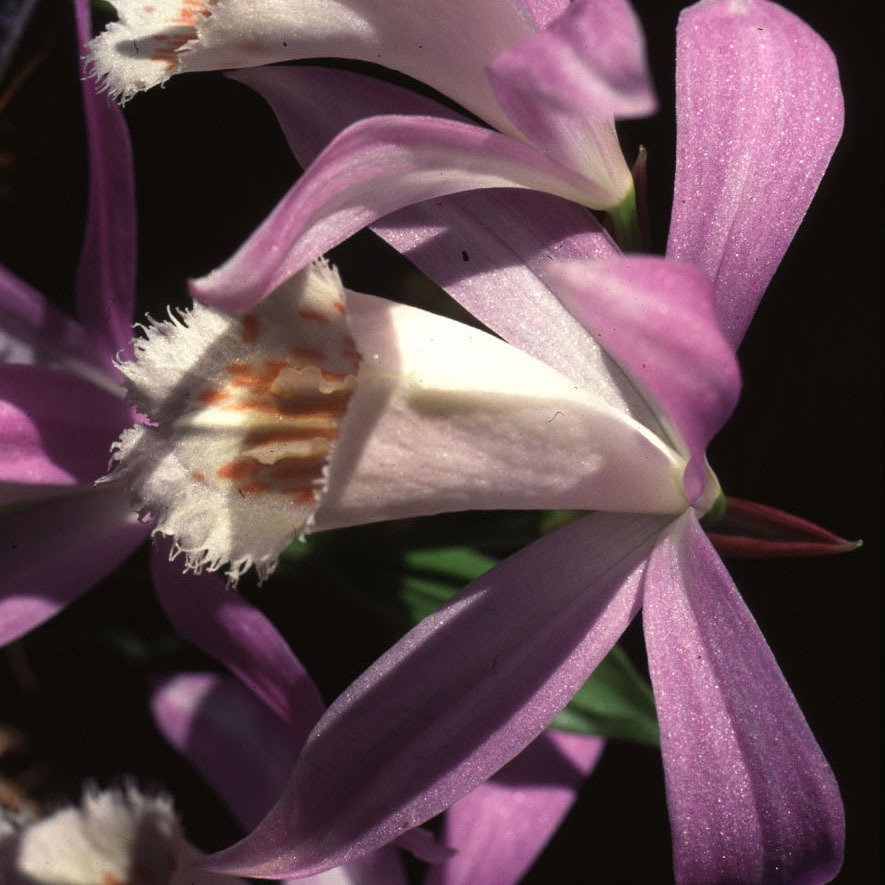 Pleione Mixed