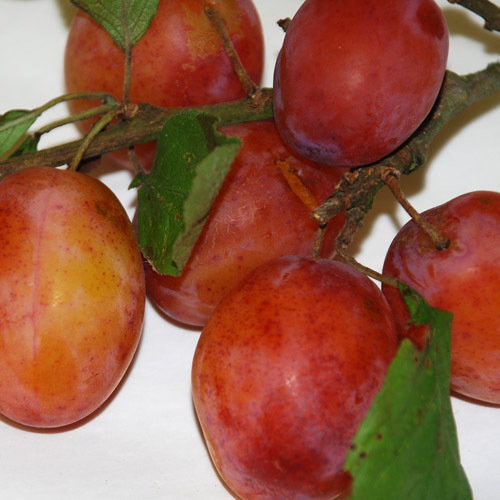 Victorian Plum