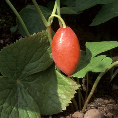 Podophyllum Hexandrum Fruit