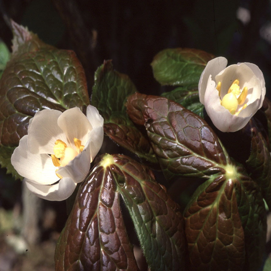 Podophyllum Hexandrum
