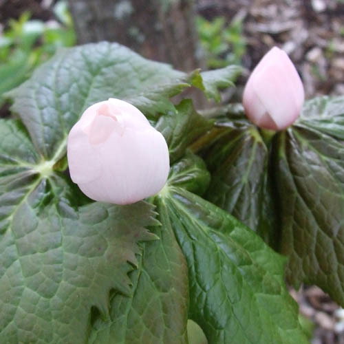 Podophyllum Hexandrum Pink