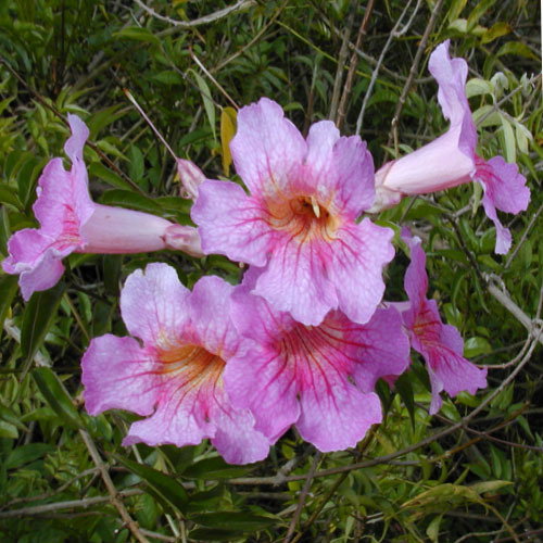 Podranea Ricasoliana