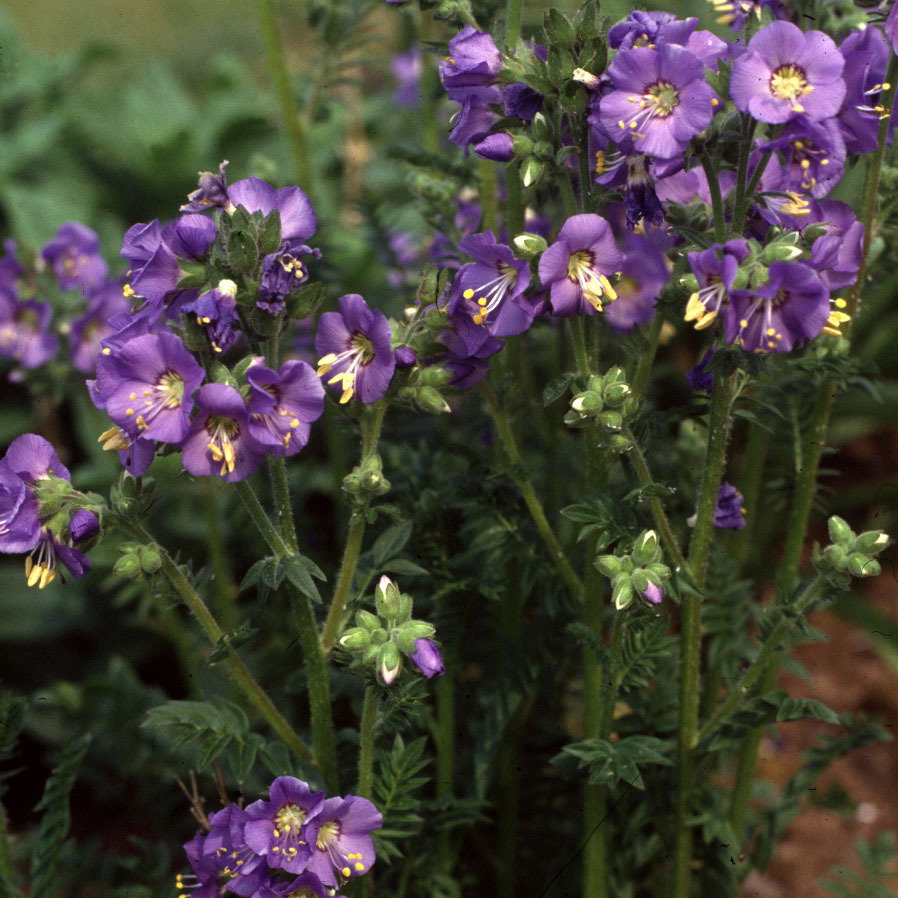 Polemonium Caeruleum