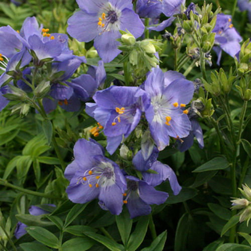 500 Polemonium Cashmerianum