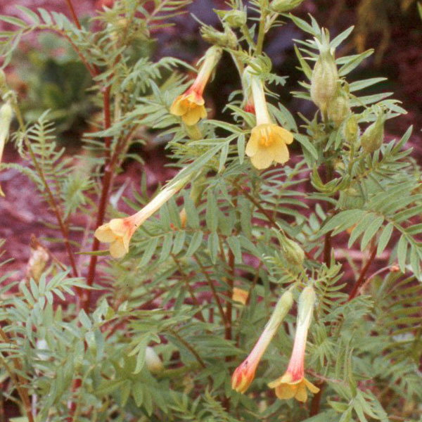 Sq Polemonium Paucifolia
