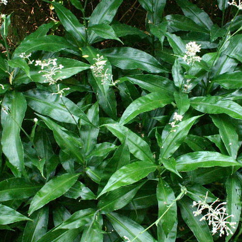 Pollia Japonica
