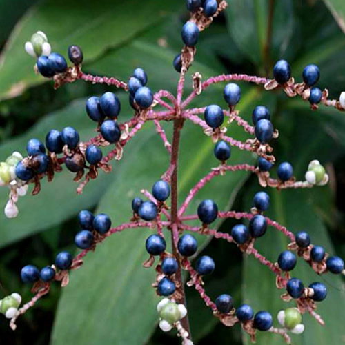 Pollia Japonica Berries