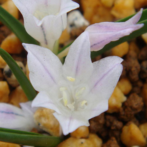 Polyxena Longituba