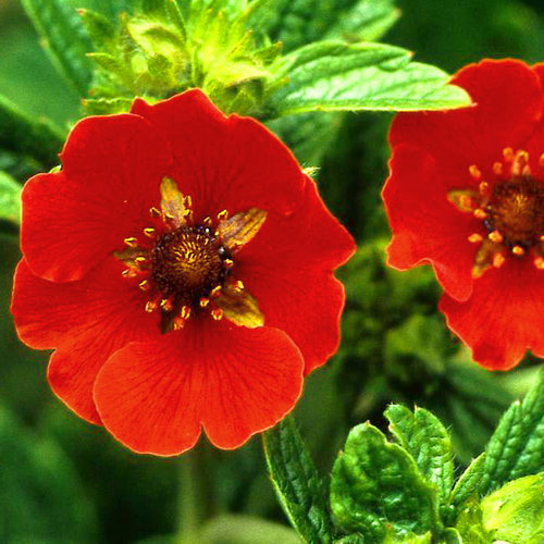 Potentilla Atrosanguinea