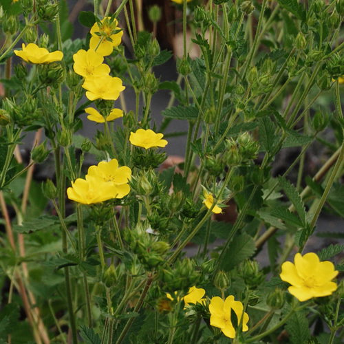 Potentilla Glandulosa