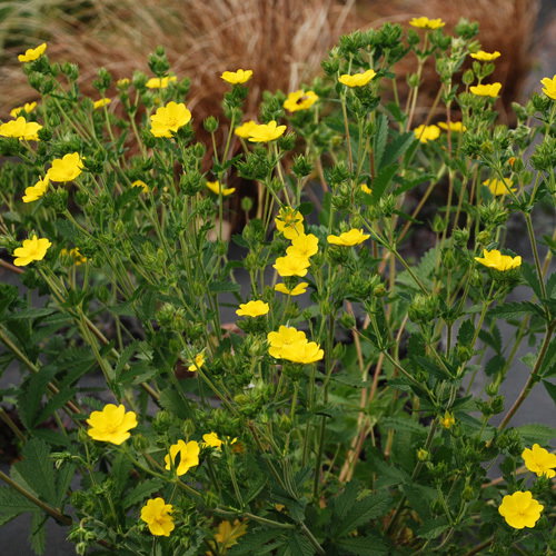 Potentilla Glandulosa