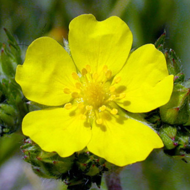 Potentilla Gracilis