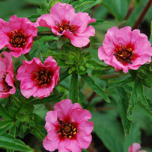 X Potentilla Nepaulensis Helen Jane