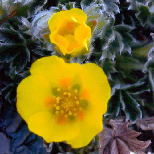 Potentilla Hyparctica