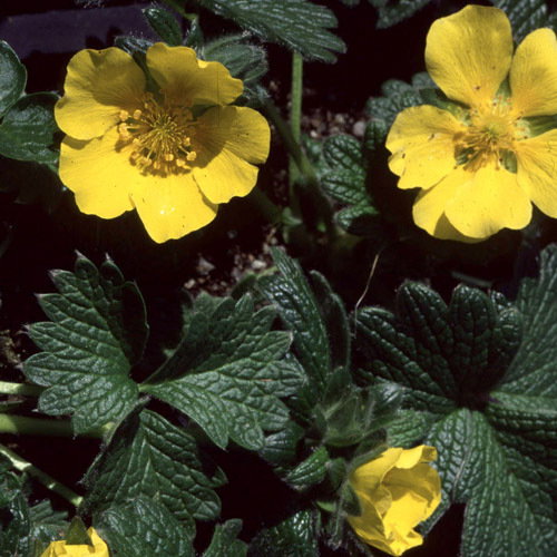Potentilla Megalantha