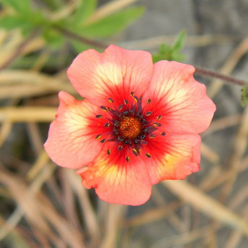 89 Potentilla Nepalensis
