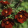 Potentilla Etna